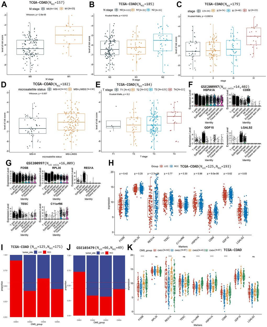 The relationship between the risk score of RCC prognostic model and clinical features, (A) M stage, (B) N stage, (C) Advanced pathological stages, (D) Microsatellite status, (E) T stage. The prognostic markers’ expression level in each cell types based on scRNA-seq dataset GSE200997, (F) RCC cells, (G) LCC cells. (H) Comparing the differences of markers’ expression between LCC and RCC samples based on TCGA-COAD cohort. Comparing the proportions of LCC and RCC patients in each CMS group on TCGA-COAD cohort (I) and GSE103479 (J). (K) Comparing the expression differences of markers among CMS groups based on TCGA-COAD cohort.