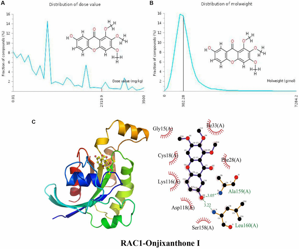 Distribution of the onjixanthone I dose value and molecular weight and docking with RAC1. (A) Distribution of the dose value of Onjixanthone I. (B) Distribution of the molecular weight of Onjixanthone I. (C) Molecular docking of Onjixanthone I with the RAC1 protein.