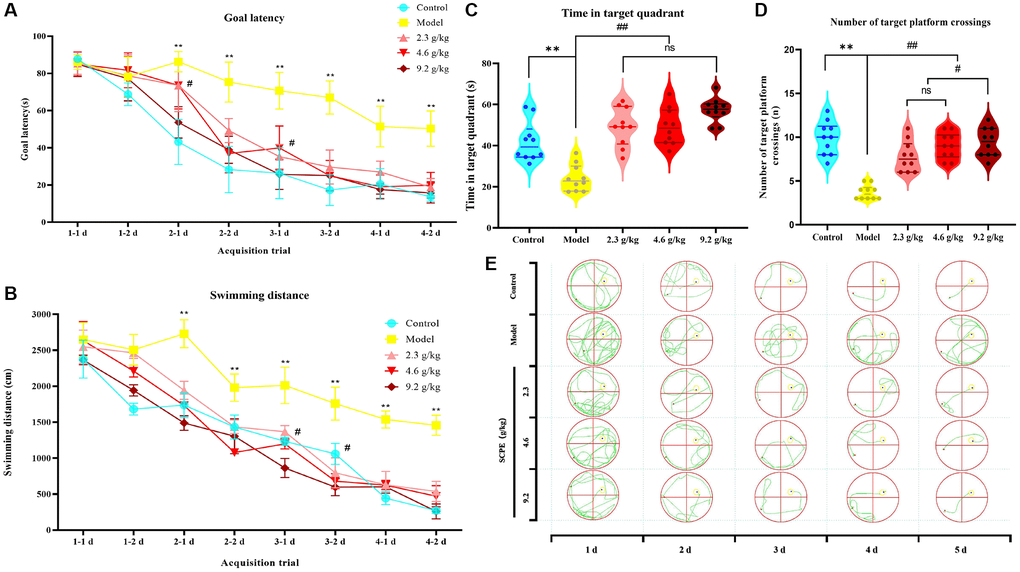 Effects of SCPE on CI in model mice measured using the Morris water maze test. (A, B) Acquisition tests. (A) Goal/escape latency was measured twice per day. (B) Total swimming distance measured twice per day. SCPE was administered orally at doses of 2.3 g/kg, 4.6 g/kg and 9.2 g/kg. The MWM test was performed 2 h after oral administration. The data are presented as means ± SD (n = 10). *P **P #P C, D) Probe test. (C) Time spent in the target/first quadrant; (D) Number of platform crossings. The data are presented as the means ± SD (n = 10). **P #P E) Real swimming tracks of mice in each group in the MWM.