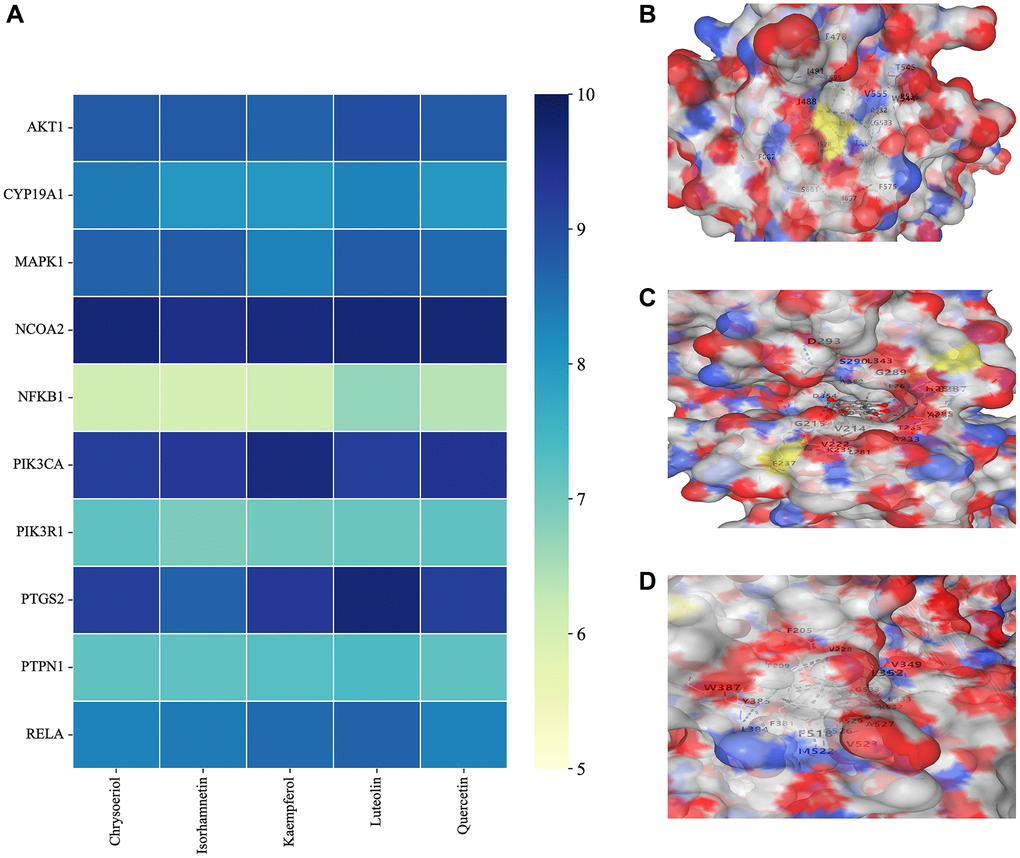Molecular docking results. (A) Binding energy values in molecular docking. (B) NCOA2 docked with chrysoeriol. (C) PIK3CA docked with kaempferol. (D) PTGS2 docked with quercetin.