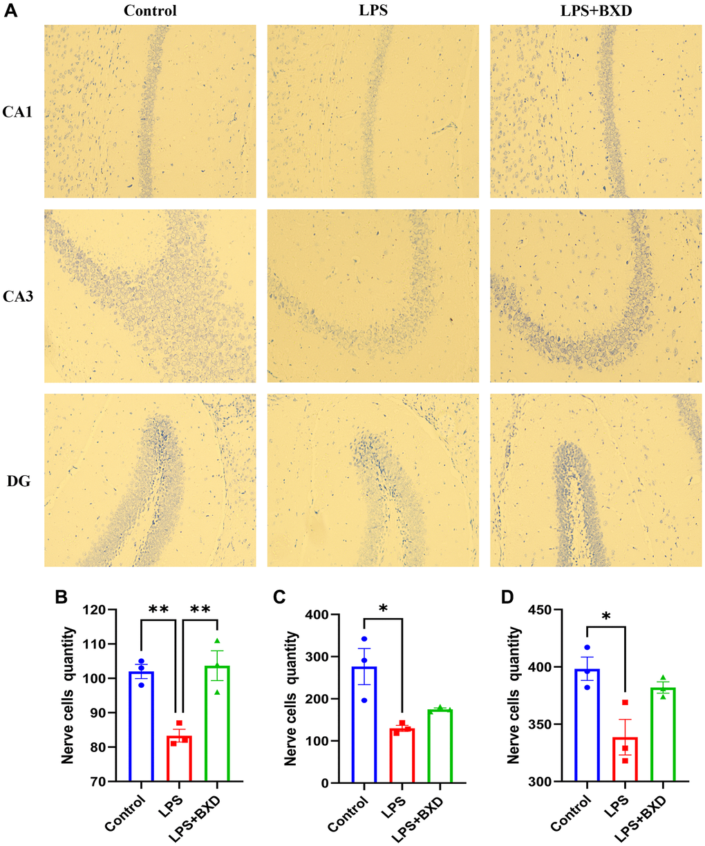 Nisin staining. (A–D) Changes and statistics of Nissler vesicles in the hippocampal CA1, CA3 and DG regions of mice in each group after drug administration. Data represent the mean ± SEM (n = 3). **P *P 