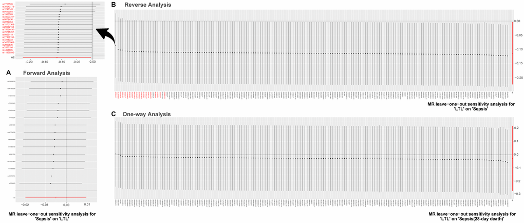 MR leave-one-out sensitivity analysis. Leave-one-out analysis is used to evaluate whether any SNP is driving the causal effect. (A) Represents the results of MR leave−one−out sensitivity analysis for “Sepsis” on “LTL”. (B) Reflects the findings of MR leave−one−out sensitivity analysis for “LTL” on “Sepsis”, which change dramatically when SNPs marked in red are removed. (C) Contains the results of MR leave−one−out sensitivity analysis for “LTL” on “Sepsis (28-day death)”. Abbreviations: LTL: leukocyte telomere length; MR: Mendelian randomization; SNPs: single-nucleotide polymorphisms.