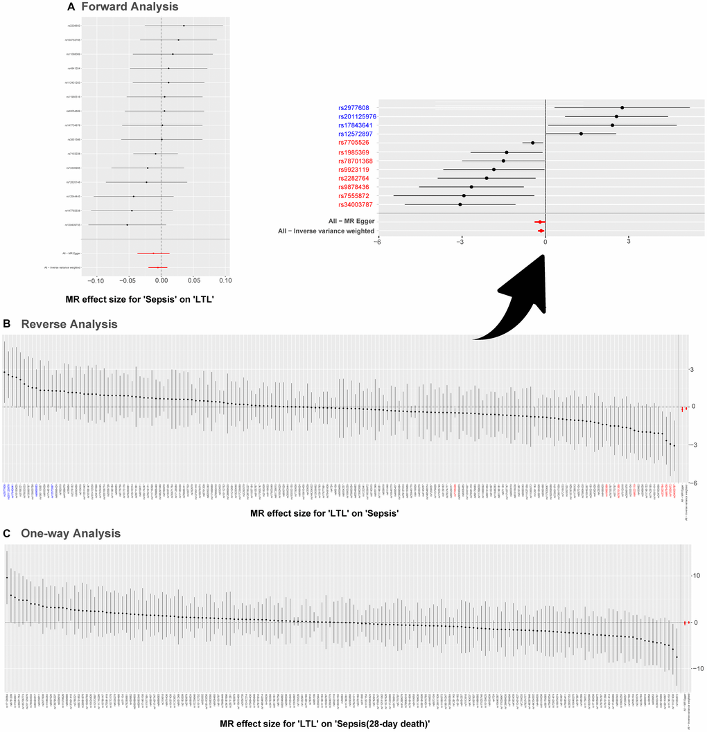 Single SNP analysis of MR. (A–C) are used to show the MR estimate and 95% CI values for each SNP, also show the IVW and MR-Egger MR results at the bottom. In (B), SNP marked in red supports the result that short LTL increases the susceptibility to sepsis; the blue marked SNP rejects the MR result. Abbreviations: LTL: leukocyte telomere length; MR: Mendelian randomization; SNPs: single-nucleotide polymorphisms.