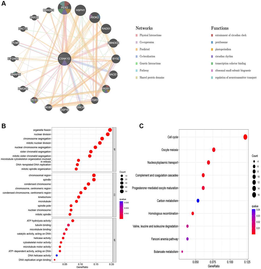 Predicted function of CSNK1D. (A) The potential interaction molecular network of CSNK1D by the GeneMANIA tool. (B, C) GO and KEGG functional enrichment analysis of CSNK1D.