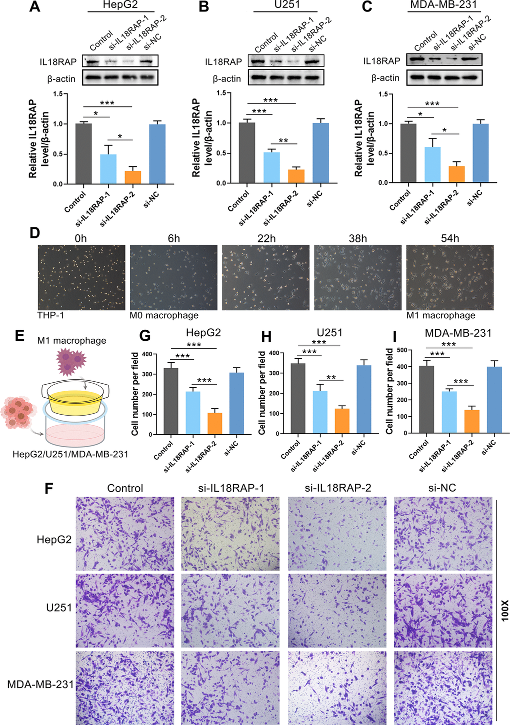 Downregulation of IL18RAP reduced the migration ability of M1 macrophages. (A–C) After transfection of HepG2, U251 and MDA-MB-231 with different siRNA, the IL18RAP protein levels was detected. (D) The induction process and morphology of M1 macrophages. (E) The schematic representation of the coculture of different cells. (F–I) The M1 macrophages’ migration after being cocultured with HepG2, U251 and MDA-MB-231 cells that have been transfected with si-IL18RAP-1, si-IL18RAP-2 or si-NC. *p 