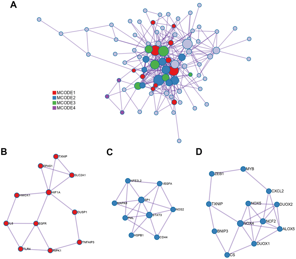 PPI network and three MCODE clusters. (A) A connected interaction network of 89 ferroptosis-related DEGs. (B, C) Two physical cores extracted from the PPI network. (D) The combined core extracted from the PPI network. Each node represents a protein, while each edge represents the relation of protein-protein.