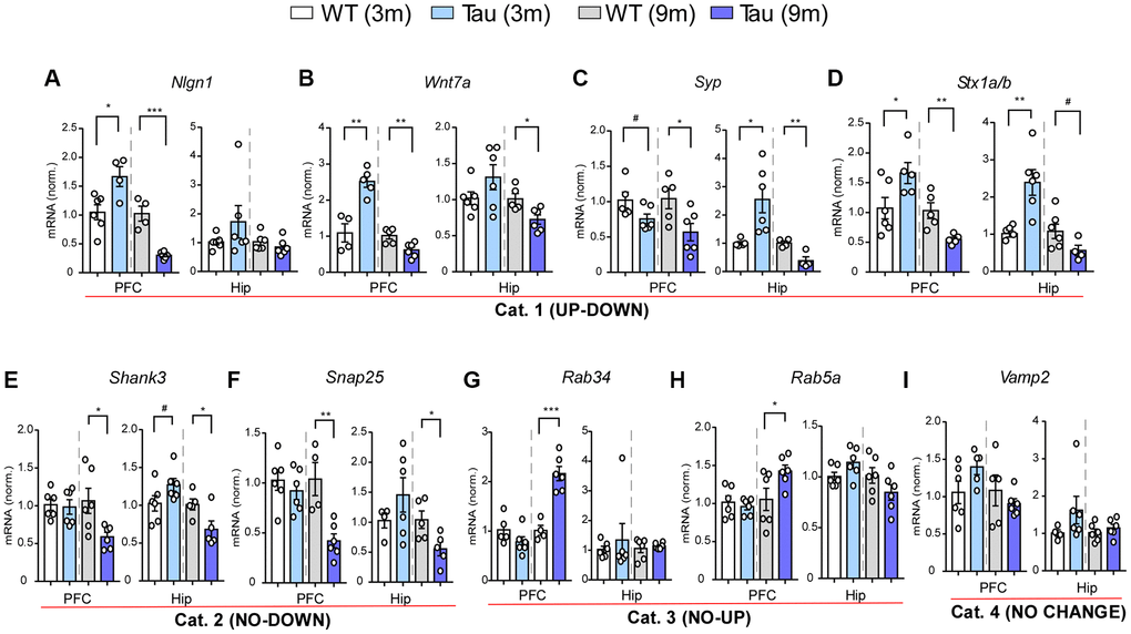 Gene expression profiling revealed various pattens of changes in PFC and hippocampus of P301S mice at different ages. (A–I) Bar graphs of mRNA levels in PFC and hippocampus of WT and P301S mice at 3 and 9 months (n: WT/Tau = 6/6 per group), which included: Category 1 (UP-DOWN) (A–D, Nlgn1, Wnt7a, Syp, Stx1b); Category 2 (NO-DOWN) (E, F, Shank3, Snap25); Category 3 (NO-UP) (G, H, Rab34, Rab5a); and Category 4 (NO CHANGE) (I, Vamp2). #p *p **p ***p t-test.