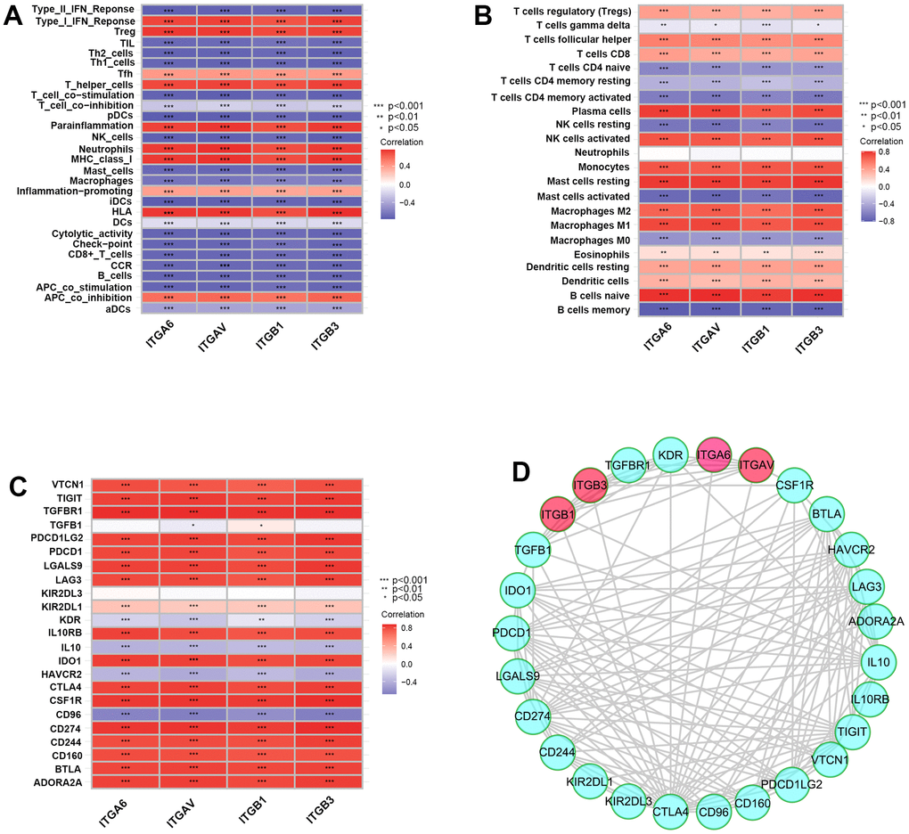 Integrin αvβ3/α6β1 were closely correlated with poor immunity in patients with prostate cancer (PCa). (A–C) Correlation plots of integrin αvβ3/α6β1 with immune functions (A), immune cell infiltration (B) and immunosuppressive genes (C) in PCa patients. (D) The protein-protein interaction network of integrin αvβ3/α6β1 and immunosuppressive genes.