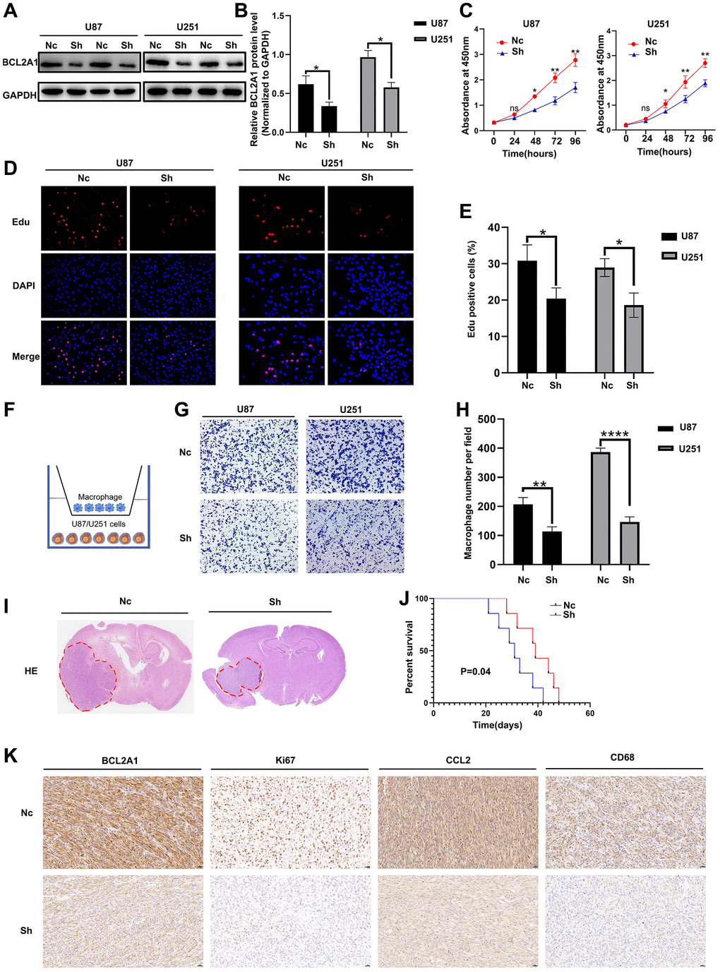 Knockdown of BCL2A1 inhibited GBM cell proliferation and macrophage migration. (A, B) Western blot analysis of the knockdown effect of BCL2A1 in U87 and U251 cells. (C) The effect of BCL2A1 knockdown on proliferation of GBM cells was detected by CCK8. (D, E) Edu assay indicated that BCL2A1 knockdown inhibited proliferation of GBM cells. (F) Diagram of co-culture of macrophages and GBM cells. (G, H) Knockdown of BCL2A1 in GBM cells inhibited the migration ability of co-cultured macrophages. (I) HE staining analysis. (J) Analysis of Kaplan-Meier survival in mice. (K) IHC analysis of BCL2A1, Ki67, CD68 and CCL2. ns: non-significant; *P **P 