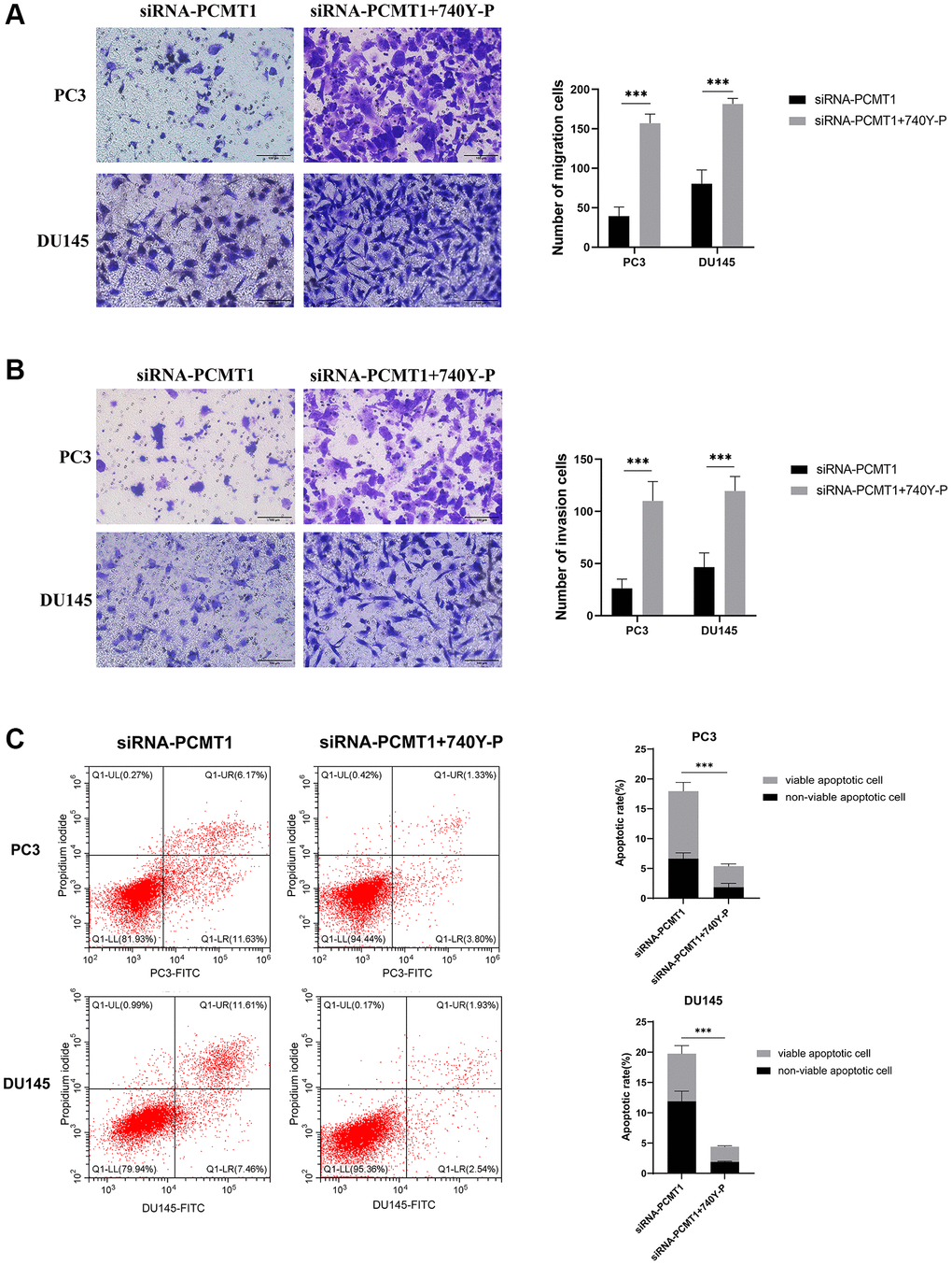 PI3K activator 740Y-P can reverse the effect of siRNA-PCMT1 on the migration, invasion, and apoptosis of PCa cell lines. (A) The migration ability of PCa cells was measured by a transwell migration assay (×200). (B) The invasion ability of PCa cells was measured by a transwell invasion assay (×200). (C) The apoptotic rate of PCa cells was measured by a flow cytomet assay. Data are expressed as mean ± SD of at least three experiments. ***P 