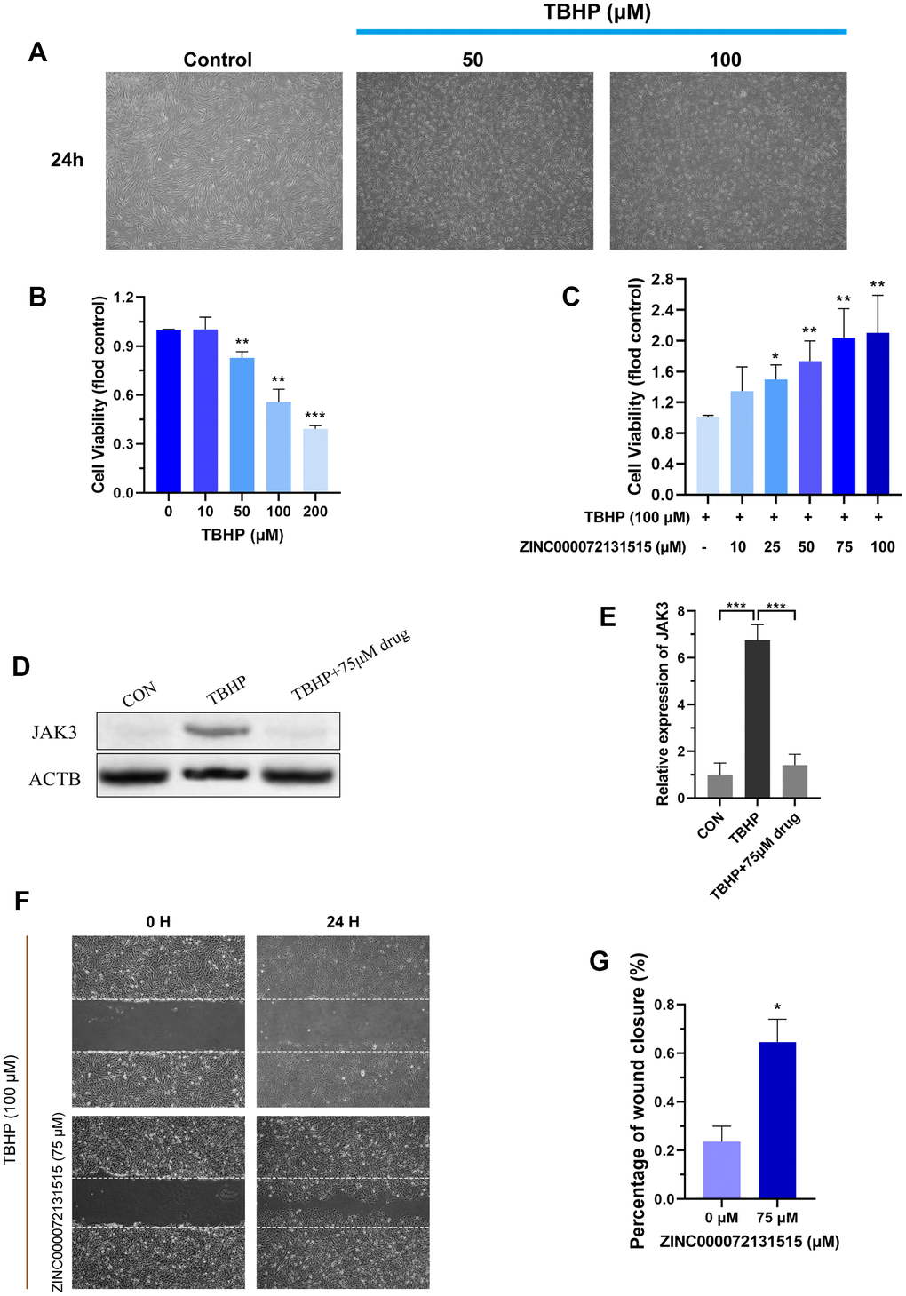 (A) NP cells were treated with different concentrations (50, 100 μM) of TBHP after 24 h and imaged by phase-contrast microscopy. (B) Cellular viability of the NP cells with different concentration of TBHP for 24 h. (C) Cellular viability of the TBHP-induced (100 μM) NP cells with different concentration of ZINC000072131515. (D, E) The protein expression of JAK3 in NP cells treated with different concentrations of ZINC000072131515. (F) NP cells migration was determined by scratch experiments, the results were recorded at 0, 24 h. (G) Percentage of wound closure of NP cells at 24 h. *P 