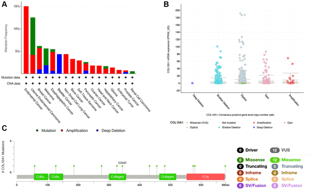 COL10A1 mutation status according to the cBioPortal database. COL10A1 mutation frequency in pan-cancer examined by the cBioPortal database (A). COL10A1 mutation level in pan-cancer examined by the cBioPortal database (B). Mutation diagram of COL10A1 in pan-cancer was examined by the cBioPortal database (C).
