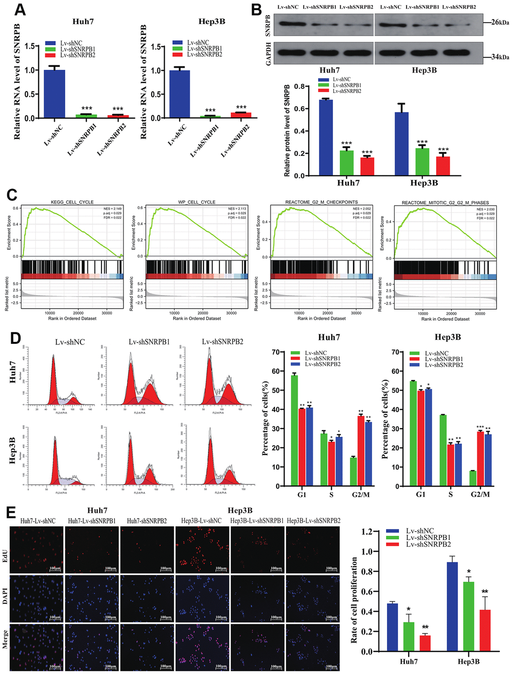 Cell cycle arrest and proliferation inhibition of HCC cells after SNRPB knockdown. (A) The mRNA expression level of SNRPB was evaluated by RT-qPCR. (B) The protein expression level of SNRPB was evaluated by Western blotting. (C) GSEA of the TCGA dataset: the SNRPB-related DGEs are enriched in the cell cycle, as well as G2/M phase. (D) The influence of SNRPB knockdown on cell cycle of Huh7 and Hep3B cells. (E) The influence of SNRPB knockdown on the proliferation of Huh7 and Hep3B cells.