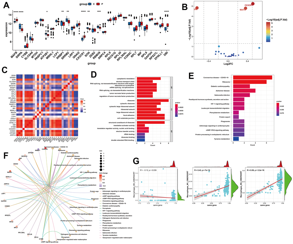 Expression analysis and functional enrichment of potential feature genes. (A, B) Expression analysis of potential feature genes between NAFLD and normal samples. (C) Correlation analysis between potential feature genes. (D) Enrichment analysis of potential feature genes using Gene Ontology (GO). BP, biological process; CC, cellular component; MF, molecular function. (E, F) Enrichment analysis of potential feature genes using the Kyoto Encyclopedia of Genes and Genomes (KEGG). (G) Correlation analysis between potential feature genes and M0, M1, and M2 macrophages. *P 