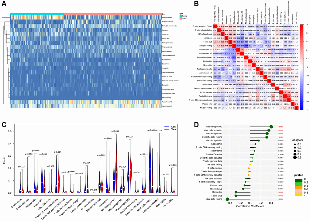 (A) The distribution of each immune subtypes between normal samples and tumor samples in PDAC. (B) The correlation among each immune subtypes in PDAC tumor samples in former combined GEO datasets. (C) The comparation of immune cell types between normal samples and tumor samples in different immune subtypes of PDAC in former combined GEO datasets. (D) The correlation coefficient between AMIGO2 and main immune cell types in GEO datasets.