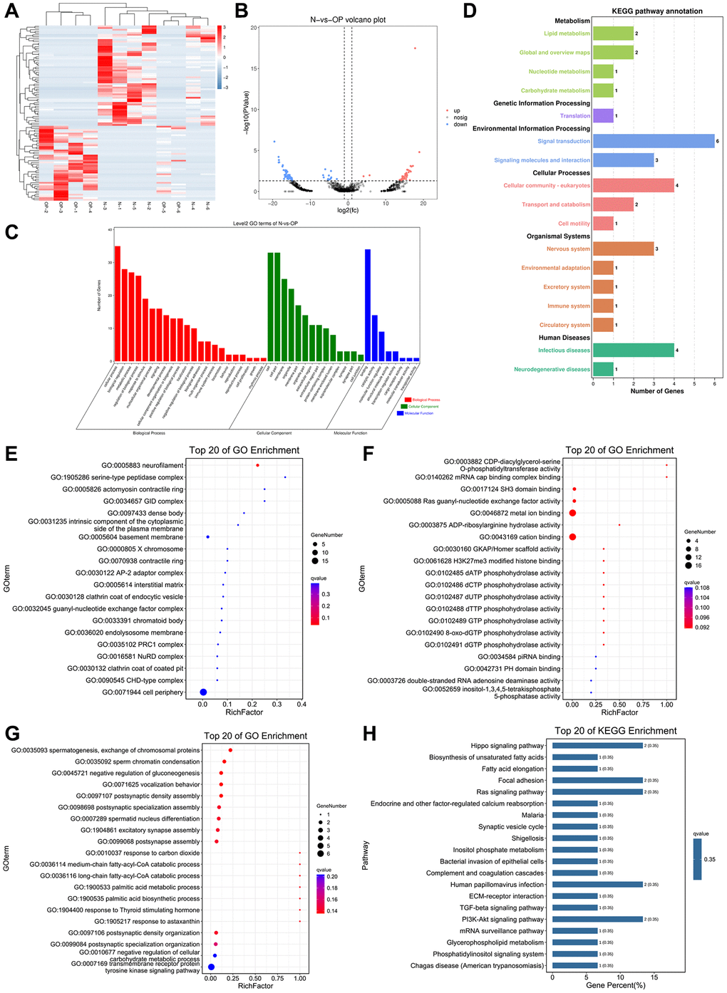 GO and KEGG pathway analyses of the genes associated with the differentially expressed eccDNAs. (A, B) Cluster and volcano plots show eccDNAs differentially expressed in the OP group. (C) GO enrichment analysis histogram (the abscissa is the secondary GO term, the ordinate is the number of the genes in this term, and the different tincts represents different types of GO terms). (D) KEGG pathway annotation: metabolism, genetic information processing, environmental information processing, cellular processes, organismal systems, human-diseases. (E–G) Top 20 cell components, top 20 molecular functions and top 20 biological processes. (H) KEGG enrichment bar chart (using the first 20 pathways with the smallest Q-value to draw this graph, the abscissa is the number of the designated pathway and is a percentage of all differential gene numbers).