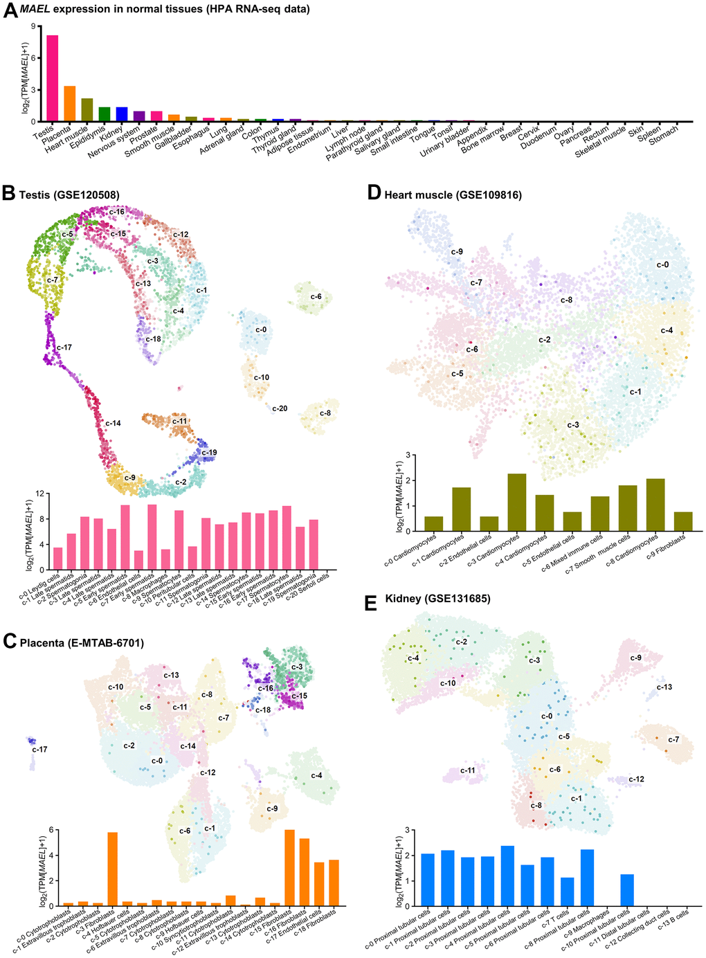 MAEL expression in normal tissues and single-cell clusters. (A) MAEL expression in normal tissues (tissue bulk RNA-seq, Human Protein Atlas). (B–E) UMAP plots and MAEL expression in the single cell clusters (single cell RNA-seq) of testis (GSE120508, B), placenta (E-MTAB-6701, C), heart muscle (GSE109816, D), and kidney (GSE131685, E). The depth of the color of each point reflects the relative expression of MAEL. Abbreviations: TPM=transcripts per kilobase million, UMAP=Uniform Manifold Approximation and Projection.