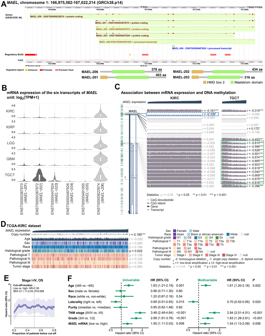 Expression and prognostic effect of MAEL in ccRCC. (A) Location of MAEL in human genome. (B) mRNA expression of the six transcripts of MAEL in the KIRCs, KIRPs, LGGs, GBMs, and TGCTs of the TCGA database. (C) Association between mRNA expression and DNA methylation in the KIRCs and TGCTs of the TCGA database. (D, E) Associations of MAEL expression with copy number, clinicopathological features (D) and overall survival (E) in the TCGA-KIRC cohort. (F) Univariable and multivariable analysis of the prognostic effect of MAEL expression in the TCGA-KIRC cohort. Abbreviations: ccRCC=clear cell renal cell carcinoma, GBM=glioblastoma multiforme, KIRC=Kidney Renal Clear Cell Carcinoma, KIRP=kidney renal papillary cell carcinoma, LGG=brain lower grade glioma, TCGA=The Cancer Genome Atlas, TGCT=testicular germ cell tumors.