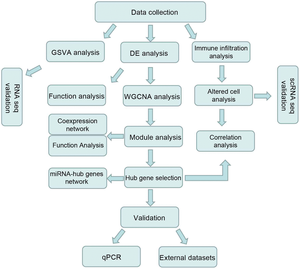 Workflow chart of this study.