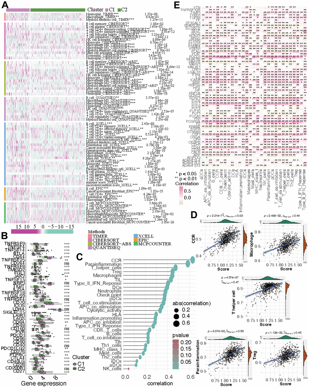 The immune microenvironment in the two subtypes. (A) The discrepancies of immune response in the two KIRC subtypes. (B) The altered expression of ICGs. (C, D) The correlation between immune-related process and CF score. (E) The correlation between immune-related process and the expression of CF-related genes.