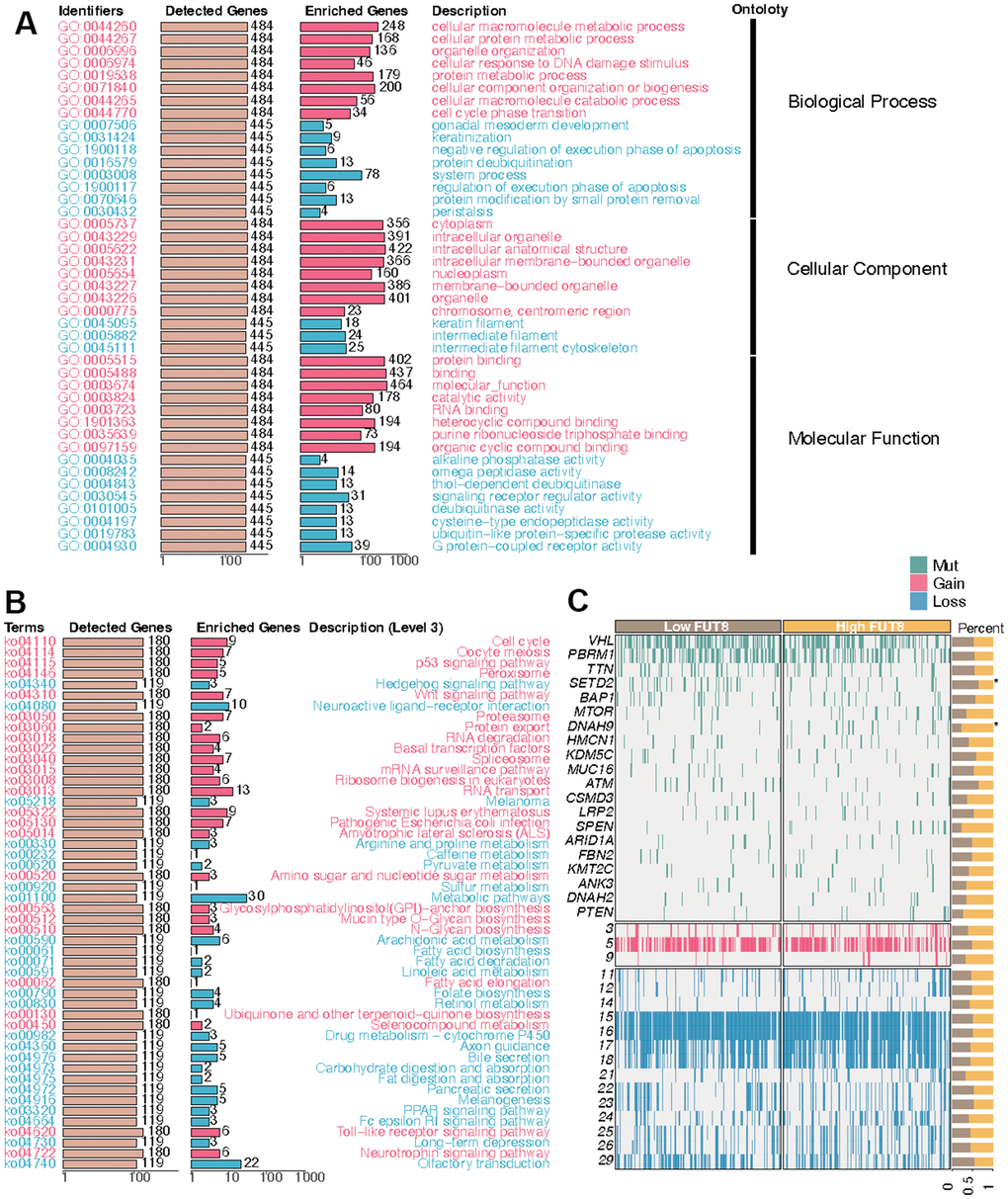 FUT8-based enrichment analysis and mutation summarization in KIRC. (A) GO enrichment, (B) KEGG enrichment, and (C) mutation in high-FUT8 and low-FUT8 subgroups.