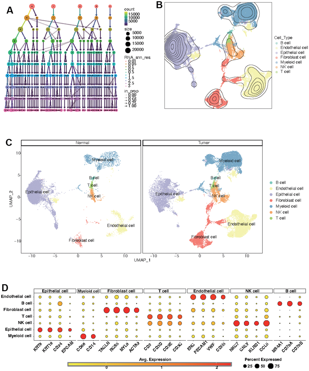 Identification of distinct cell types in KIRC and normal samples. (A) Clustree for identifying suitable cell clusters. (B) Various cell types across all samples. (C) Distinct cell types in KIRC and normal samples. (D) Expression of marker genes in each cell type.