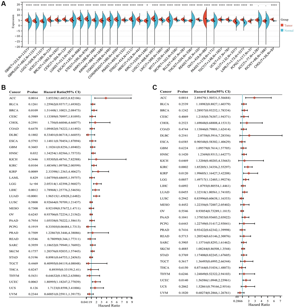 Expression levels and prognostic analysis of ALG3 in pan-cancer. (A) ALG3 expression difference in across tumors integrating data of normal tissues in GTEx database and data of TCGA tumor tissues, *P **P ***P ****P B) Forest plot of the relationship between ALG3 expression and overall survival time. (C) Forest plot of the relationship between ALG3 expression and disease-free survival time.