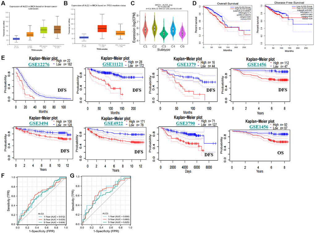 Association with ALG3 and clinico-pathological characters, prognostic value in breast cancer. (A) Expression levels of ALG3 were indicated in normal breast tissues and different sub-type of breast cancer tissues. (B) Association between expression level of ALG3 and TP53 mutant status was demonstrated. (C) The association between expression immune subtypes and expression level of ALG3. C1 (wound healing); C2 (IFN-gamma dominant); C3 (inflammatory); C4 (lymphocyte depleted); C5 (immunologically quiet); C6 (TGF-β dominant). (D) TCGA database revealed that high expression level of ALG3 in breast cancer patients predicated poorer OS and DFS rates. (E) The GEO databases revealed that high expression level of ALG3 in breast cancer patients predicated poorer OS and DFS rates. (F, G) ROC analysis for prediction of ALG3 for OS and DFS, respectively.