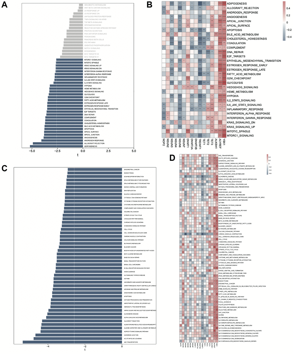 GSVA analysis between high- and low-risk AML groups. (A) Enrichment of hallmark pathways between high- and low-risk groups. (B) Correlation between the hallmark pathway scores enriched in high-risk group and m5C regulators. (C) Enrichment of KEGG pathways between high- and low-risk groups. (D) Correlation between the KEGG pathway scores enriched in high-risk group and m5C regulators.