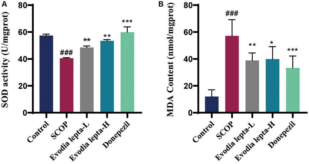 Evodia lepta extract inhibits oxidative stress in scopolamine-treated mice. (A, B) The level of MDA and SOD. Evodia lepta 10 (10 mg/kg/d); Evodia lepta 20 (20 mg/kg/d). Data represent mean ± SD (n = 6 per group). ###P *P **P ***P 
