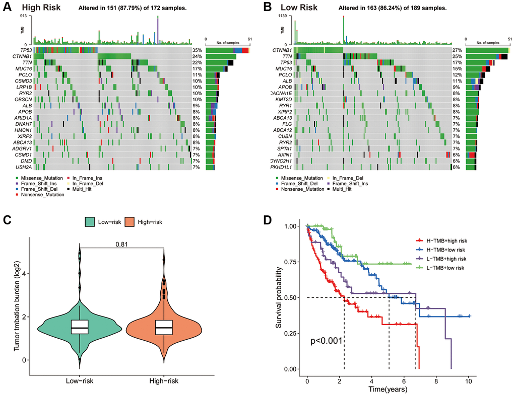 Association of the PANRI with TMB in hepatocellular carcinoma. (A) Mutation waterfall map showing the 20 genes with the highest mutation frequency in the high-risk group. (B) Mutation waterfall map showing the 20 genes with the highest mutation frequency in the low-risk group. (C) Comparison of TMB between the two risk groups. (D) Kaplan–Meier curves for the TMB subgroups combined with the risk subgroups.