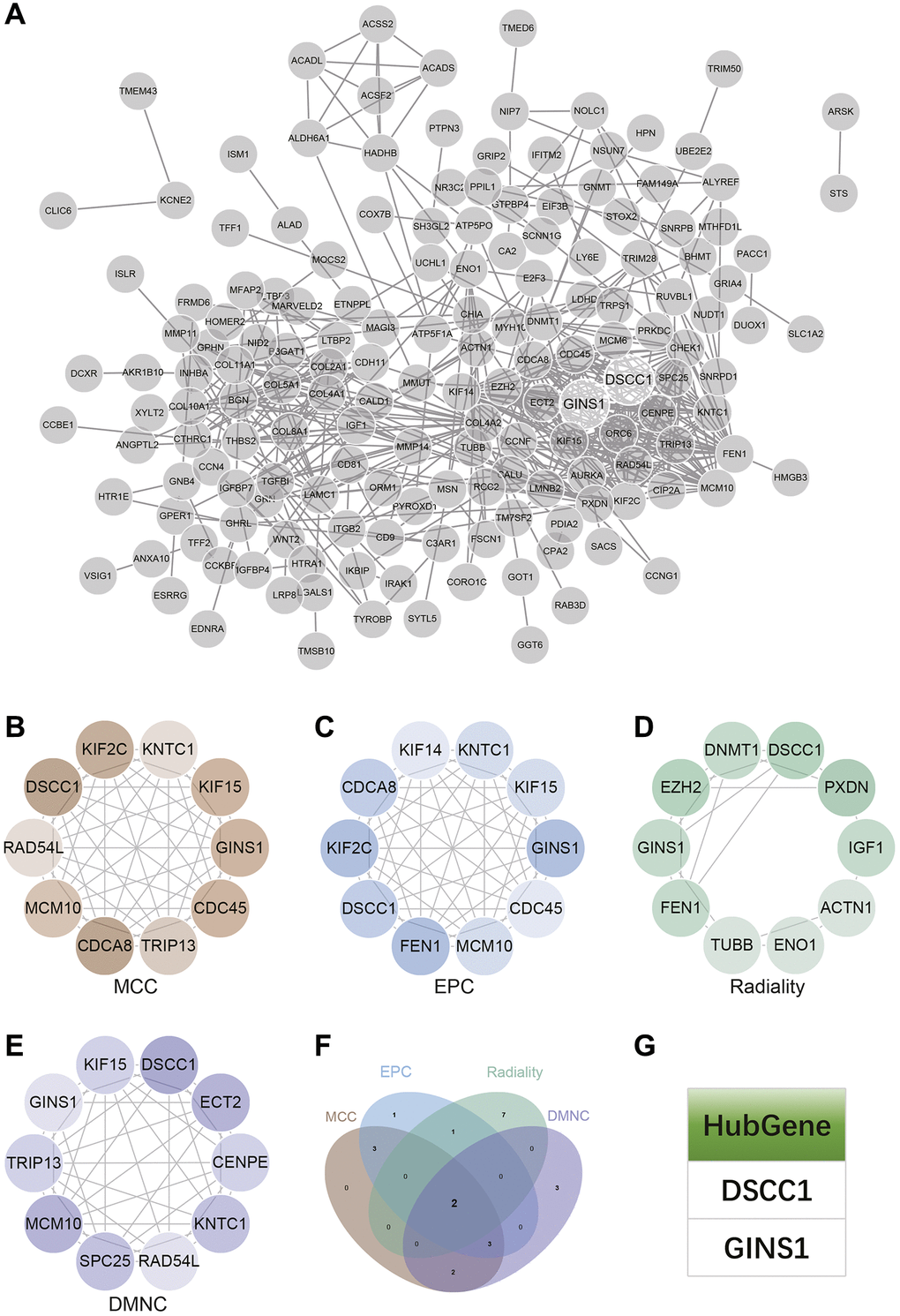 Construction and analysis of protein-protein interaction (PPI) networks. (A) The PPI network. (B–E) Identification of central genes using four algorithms (MCC, DMNC, EPC, Radiality). (F) Venn diagram to obtain the union as core genes. (G) Identification of 2 core genes (DSCC1, GINS1).