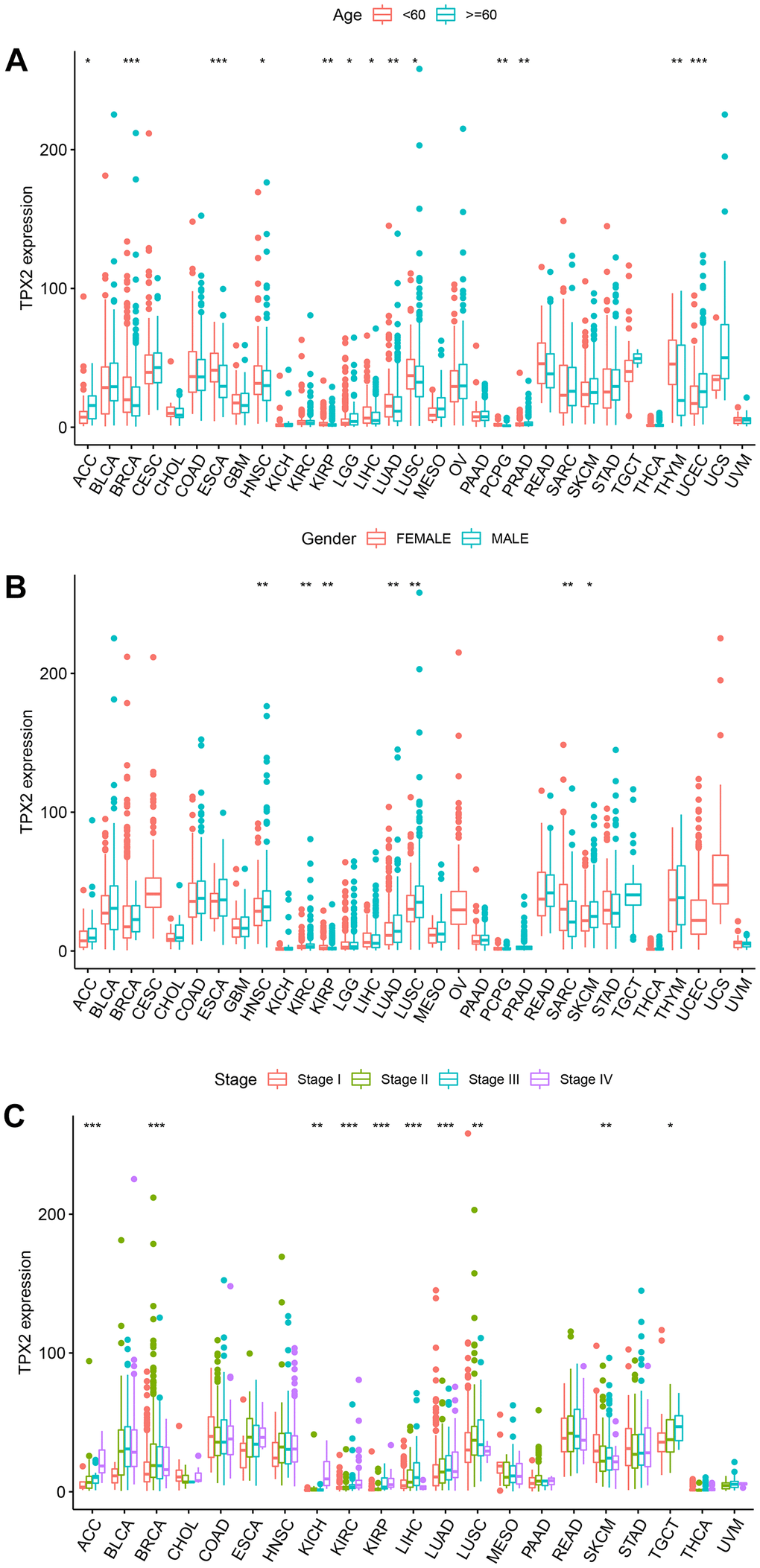 The relationship between TPX2 expression and clinical parameters in various cancers from TCGA database. (A) The relationship between TPX2 expression and age. (B) The relationship between TPX2 expression and gender. (C) The relationship between TPX2 expression and the pathological stages of cancers. *p