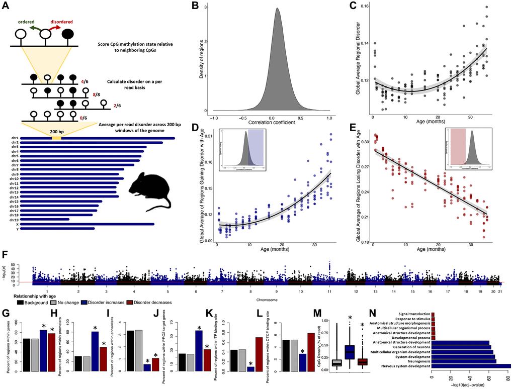 Epigenetic disorder increases across the murine lifespan. (A) Diagram of the approach for measuring regional disorder (RD). (B) Density of all genomic regions assessed with respect to their Spearman correlation coefficients between RD and age. (C) The relationship between global disorder and age in mice. (D) Average RD across all regions that gain disorder with age (correlation coefficient ≥0.25), or (E) lose disorder with age (correlation coefficient ≤−0.25. (F) Manhattan plot of the distribution of FDR corrected p-values of the relationship between RD and age. Red line marks a commonly used genome wide significance value of p = 5 × 10−8. Enrichment of age associated RD in genes (G), promoters (H), enhancers (I), PRC2 target genes (J), transcription factor binding sites (K), CTCF binding sites (L), and average CpG density (M). (N) The six most significant gene ontology biological processes (GO:BP) for regions gaining or losing disorder with age. Regions which gain disorder with age are shown in blue and regions which lose disorder with age are shown in red.