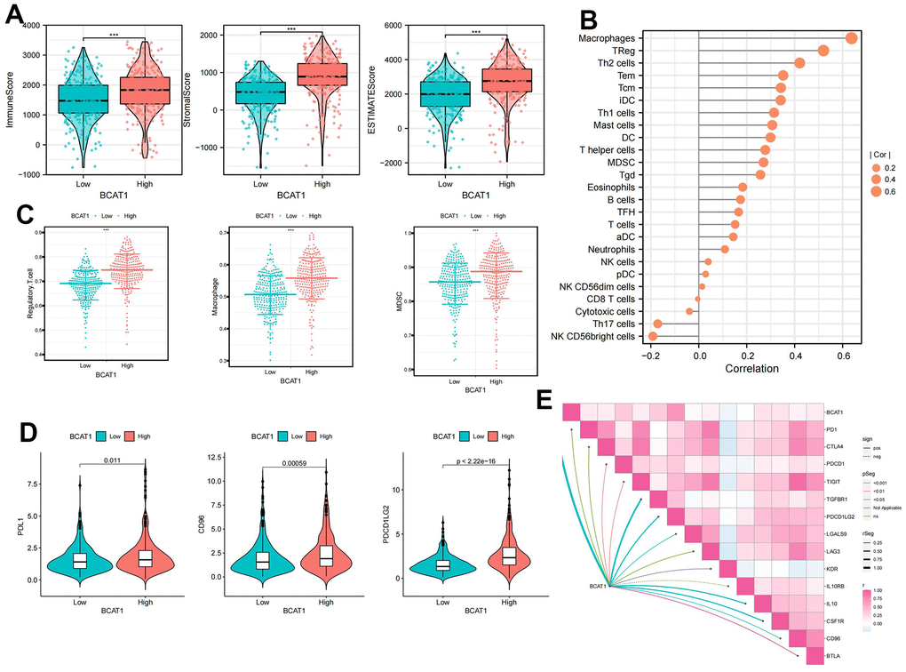 Comparison of immune cells of ccRCC patients between high- and low-BCAT1 groups. (A) Samples in the high-BCAT1 group exhibited higher ESTIMATE, stromal, and immune scores than the low-BCAT1 group. (B) Correlation analysis between BCAT1 expression and immune infiltrating cells. (C) Abundances of main immunosuppressive infiltrating cells (MDSCs, macrophages, and Tregs) in tumor microenvironment (TME) in two groups. (D) Differential expression of common immune checkpoint molecules (PDL1, CD96, and PDCD1LG2) between high- and low-BCAT1 groups. (E) Correlation between the expression of BCAT1 and common immune checkpoint molecules. Wilcox test was used, and the asterisks represent the statistical P-value (*p p p 