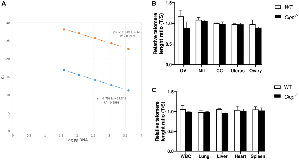 Telomere length in oocytes, ovaries, and somatic tissues of 2-month-old Clpp−/− and WT mice. (A) The standard curve was generated by serial dilution of known amounts of DNA to calculate relative DNA concentrations (log DNA) from Ct values of the qPCR products. Blue dots: telomere; orange dots: 36B4 single copy gene (control). The correlation regression equation and coefficients (R2) of Ct versus log DNA are shown. (B, C) The relative telomere lengths of GV and MII oocytes, ovaries and somatic cells and tissues are represented as ratios of T/S. Abbreviations: GV: Germinal vesicle; CC: Cumulus cells; WBC: White blood cells. Data presented as mean ± SD. **p *p t-test. The telomere length assessment was repeated twice, using five mice (ten GVs from each) in each group per experiment.