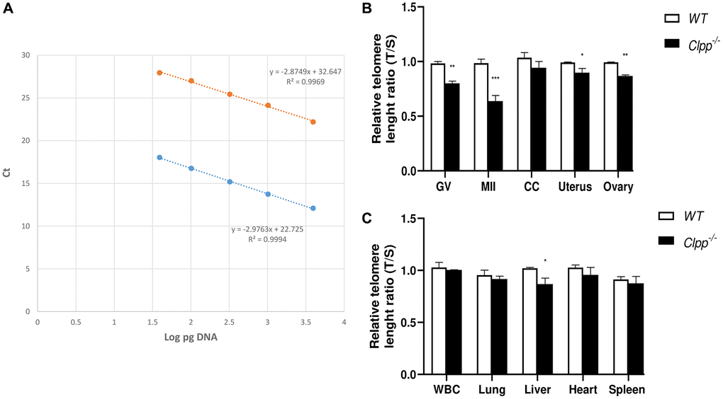 Telomere length in oocytes, ovaries, and somatic tissues of 6-month-old Clpp−/− and WT mice. (A) The standard curve was generated by serial dilution of known amounts of DNA to calculate relative DNA concentrations (log DNA) from Ct values of the qPCR products. Blue dots: telomere; orange dots: 36B4 single copy gene (control). The correlation regression equation and coefficients (R2) of Ct versus log DNA are shown. (B, C) The relative telomere lengths of GV and MII oocytes, ovaries and somatic cells and tissues are represented as ratios of T/S. Abbreviations: GV: Germinal vesicle, CC: Cumulus cells, WBC: White blood cells. Data presented as mean ± SD. **p *p t-test. The telomere length assessment was repeated twice, using five mice (ten GVs from each) in each group per experiment.