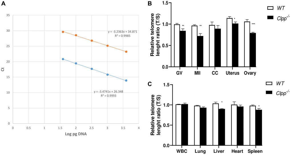 Telomere length in oocytes, ovaries, and somatic tissues of 9-month-old Clpp−/− and WT mice. (A) The standard curve was generated by serial dilution of known amounts of DNA to calculate relative DNA concentrations (log DNA) from Ct values of the qPCR products. Blue dots: telomere; orange dots: 36B4 single copy gene (control). The correlation regression equation and coefficients (R2) of Ct versus log DNA are shown. (B, C) The relative telomere lengths of GV and MII oocytes, ovaries and somatic cells and tissues are represented as ratios of T/S. Abbreviations: GV: Germinal vesicle; CC: Cumulus cells; WBC: White blood cells. Data presented as mean ± SD. **p *p t-test. The telomere length assessment was repeated twice, using five mice (ten GVs from each) in each group per experiment.