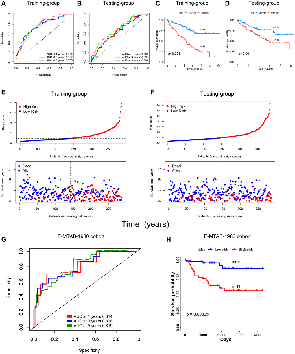 Validating the prognostic role of the DRG risk scoring model. (A, B) ROC curves of training and testing-group for predicting 1, 3, and 5-year survival. (C, D) KM curves of training and testing-group. (E, F) Point and scatter plots of risk score distribution and patient survival in training and testing-group. (G, H) ROC curves and KM curve of E-MTAB-1980 cohort.