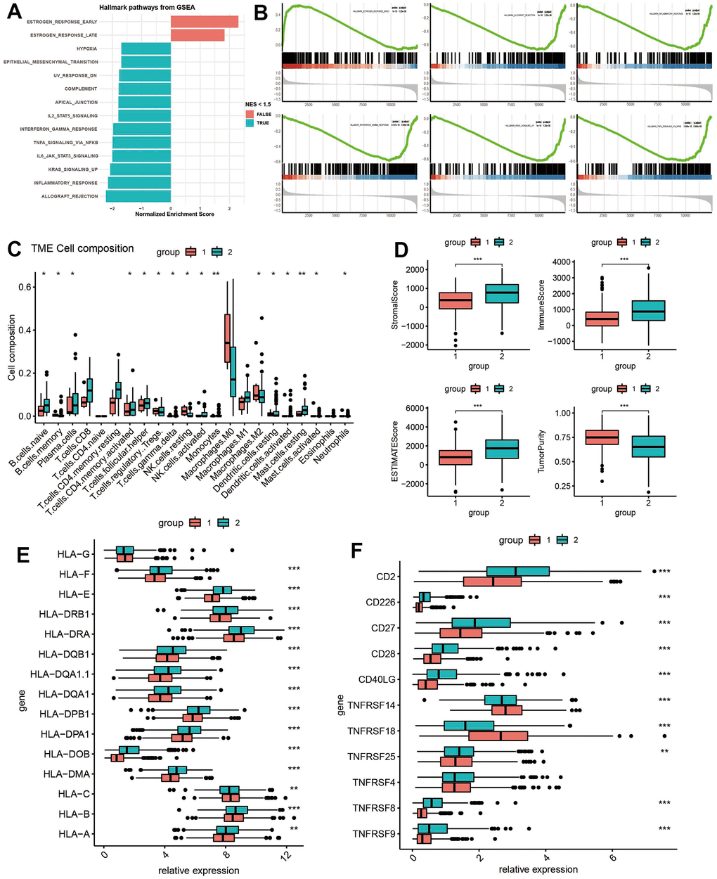 Clinical significance and immune landscape of ADCP groups in the TCGA cohort. (A) GSVA and Gene Set Enrichment Analysis (GSEA) revealed the activation or inhibition of biological pathways and (B) significant enrichment in immune-associated processes. (C) Immune cell infiltration, (D) stromal and immune scores, and gene expression of HLA and MHC gene sets were analyzed between ADCP groups. (E) The expression box plot of HLA family genes between the two subtypes. (F) The expression box plot of inflammatory genes between the two subtypes. Statistical significance at the level of * 