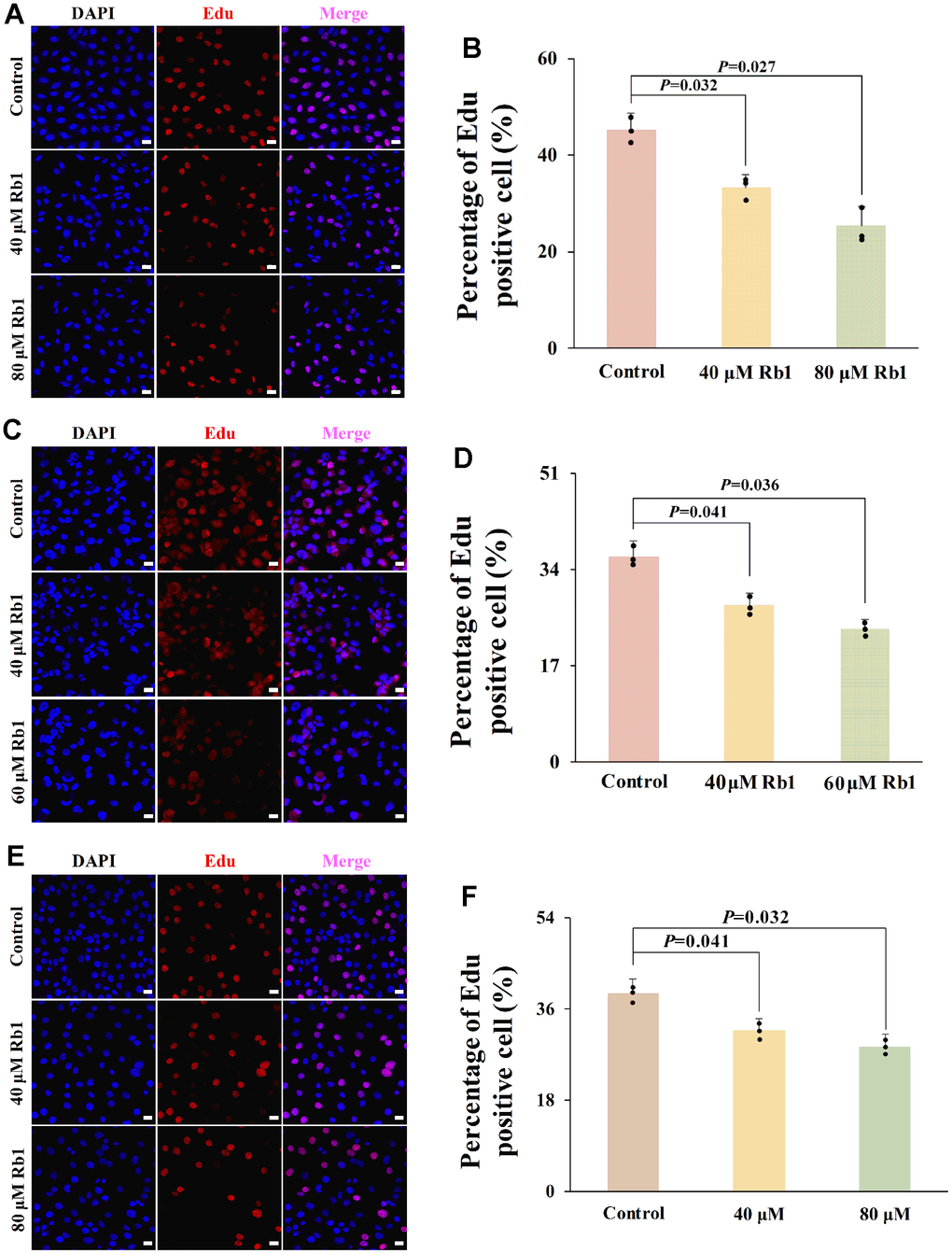 Ginsenoside Rb1 inhibited cell proliferation of HUVECs, PBMCs and VSMCs. (A) Representative Edu staining images of HUVECs. (B) Statistical results of Edu staining in (A) (n=3). (C) Representative Edu staining images of PBMCs. (D) Statistical results of Edu staining in (C) (n=3). (E) Representative Edu staining images of VSMCs. (F) Statistical results of Edu staining in (E) (n=3). P