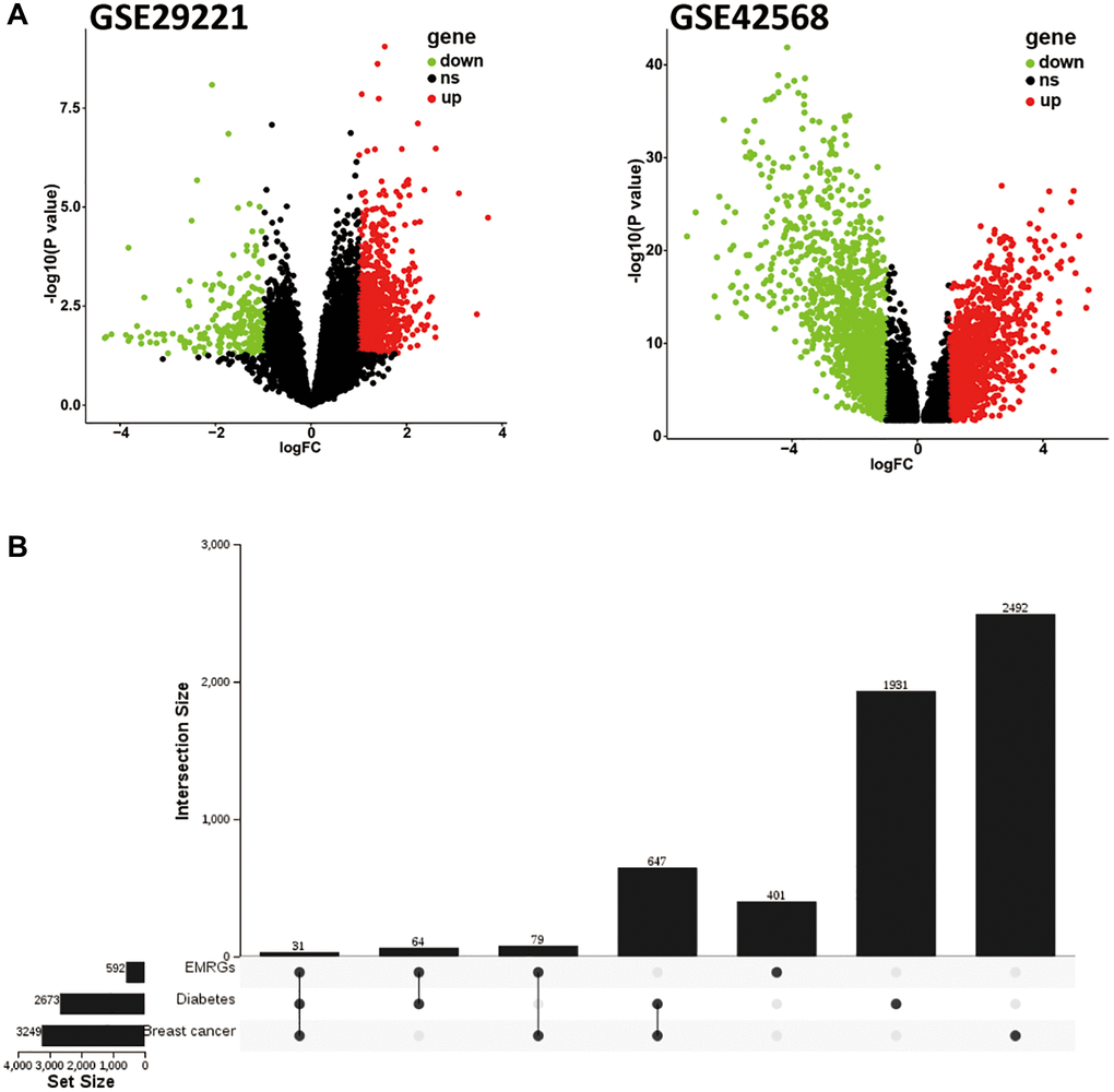 Identification of EMRGs in BC. (A) Volcano plots of DEGs in breast cancer (GSE42568) and diabetes mellitus (GSE29221). (B) UpSet Venn diagram showing the most common EMRGs. Black points: ns (no significant); Red points: up-regulated genes; Green points: down-regulated genes.