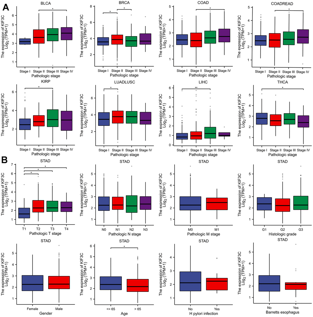 Correlation between KIF3C and clinical characteristics. (A) Correlation between KIF3C expression and pathological stages of BLCA, STAD, COAD, COADREAD, KIRP, LIHC, LUADLUSC, and THCA from TCGA datasets. (B) The correlation betweenKIF3C expression and Clinical Characteristics in STAD, including the TNM-T stage, TNM-N stage, TNM-M stage, Histologic stage, gender, age, H pylori infection and Barretts esophagus.