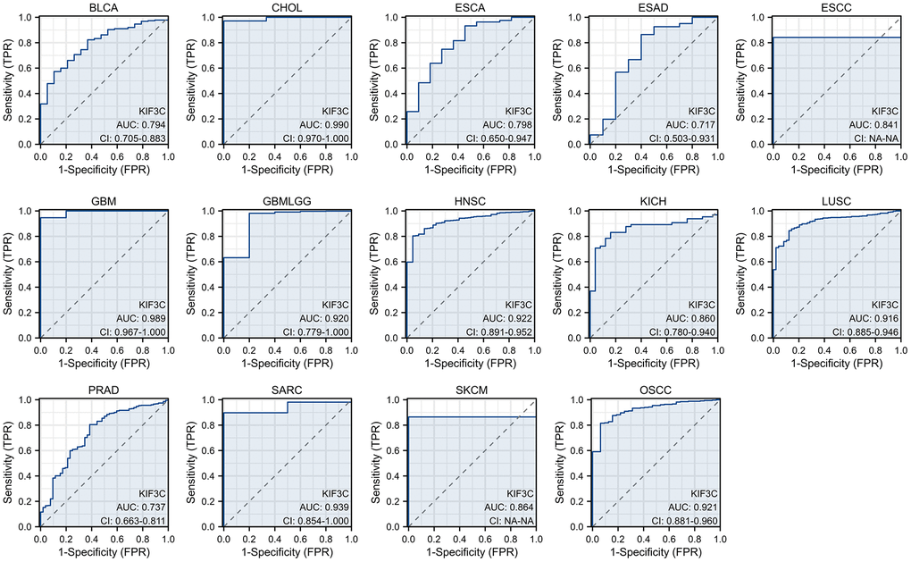 The area under the curve of ROC curves verified the diagnostic ability of KIF3C in BLCA, CHOL, ESCA, ESAD, ESCC, GBM, GBMLGG, HNSC, KICH, LUSC, PRAD, SARC, SKCM and OSCC.