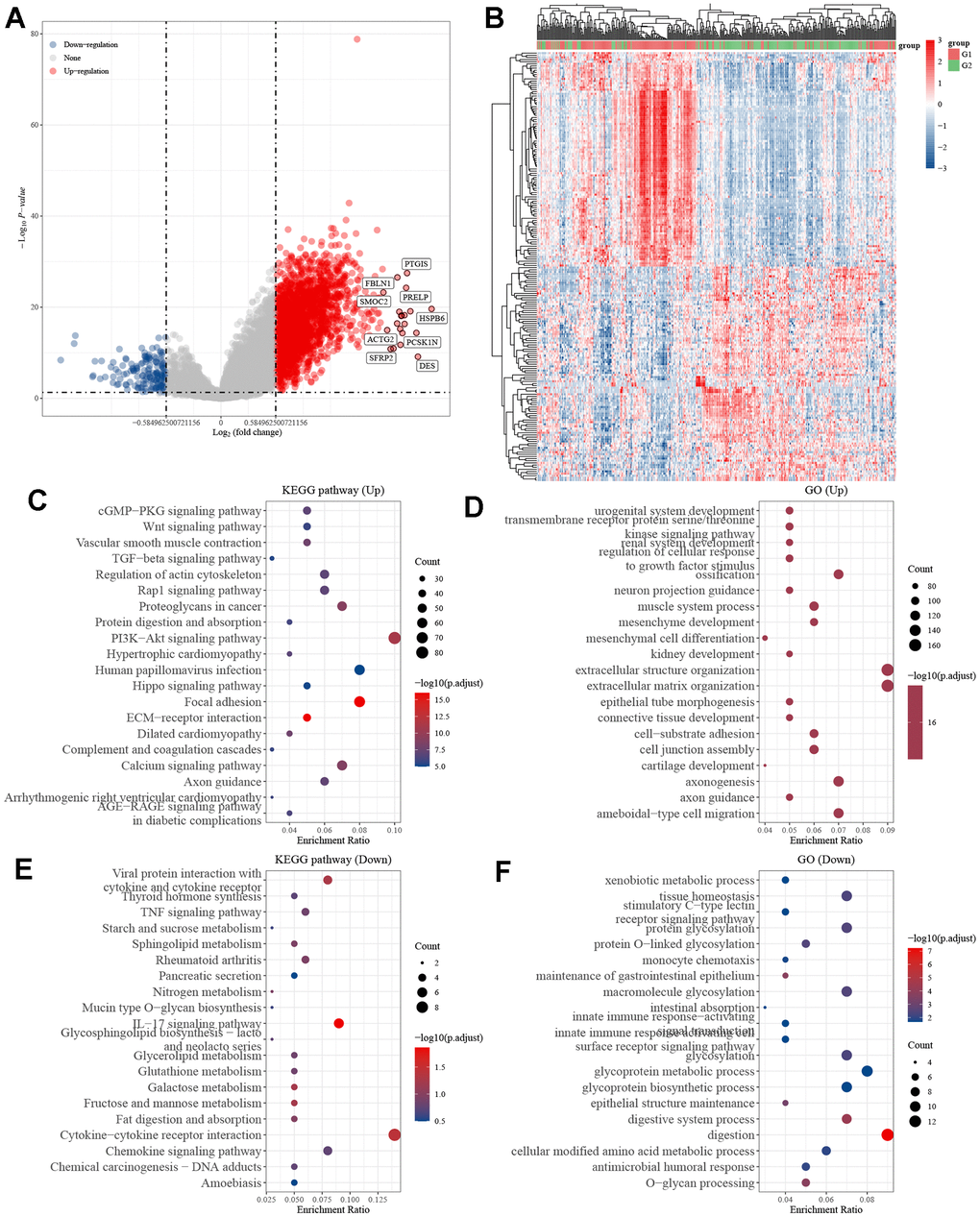 Differentially expressed genes in STAD tissues with high and low KIF3C expression. (A) Volcano map of differentially expressed genes. (B) Heatmap of differentially expressed genes. (C) KEGG and (D) GO enrichment analysis of differentially up-regulated genes. (E) KEGG and (F) GO enrichment analysis of differentially down-regulated genes.