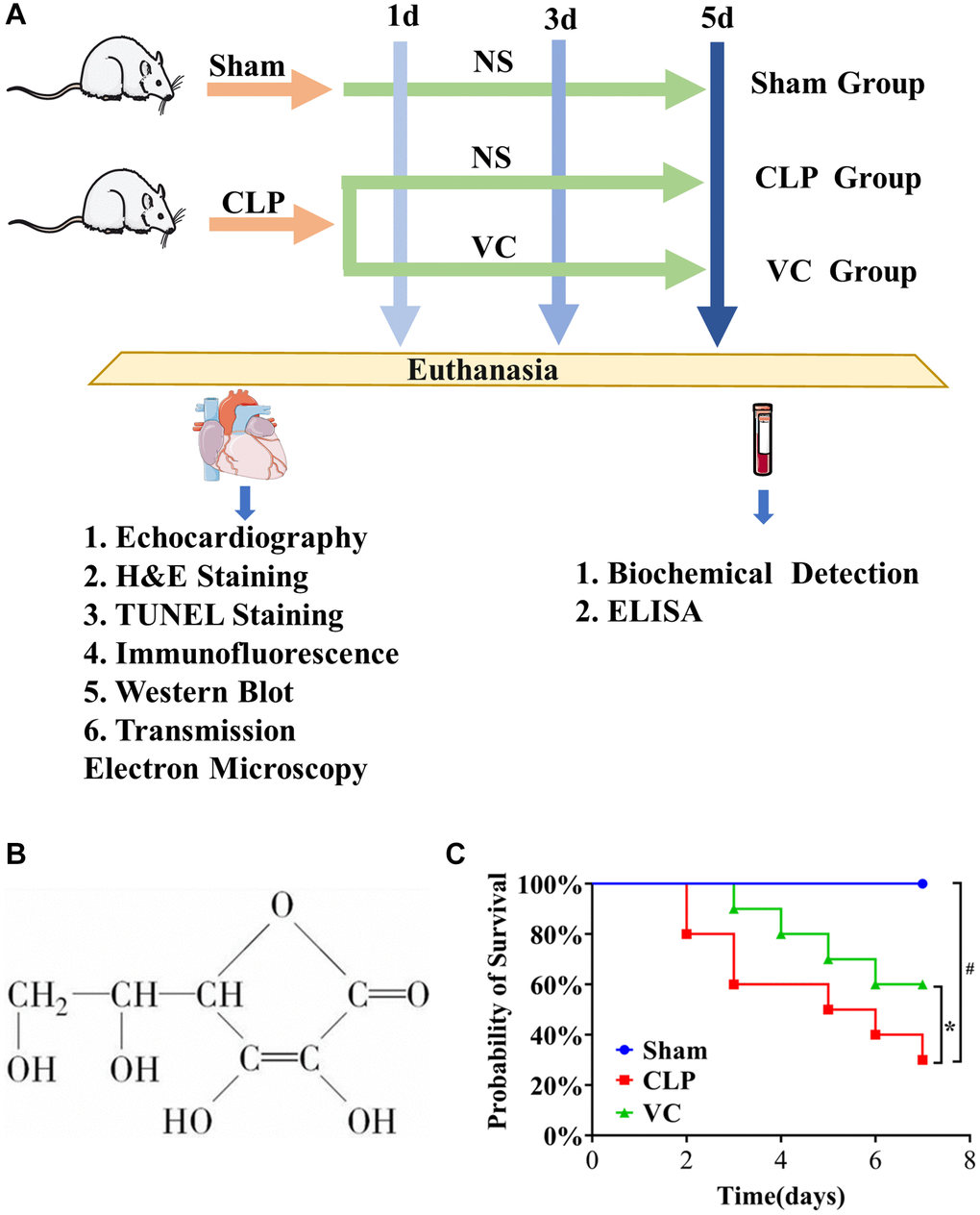 (A) The whole process of drug administration in animal experiments. (B) The chemical structure of VC. (C) The survival rate of high dose VC for SIMI was evaluated within 7 days.