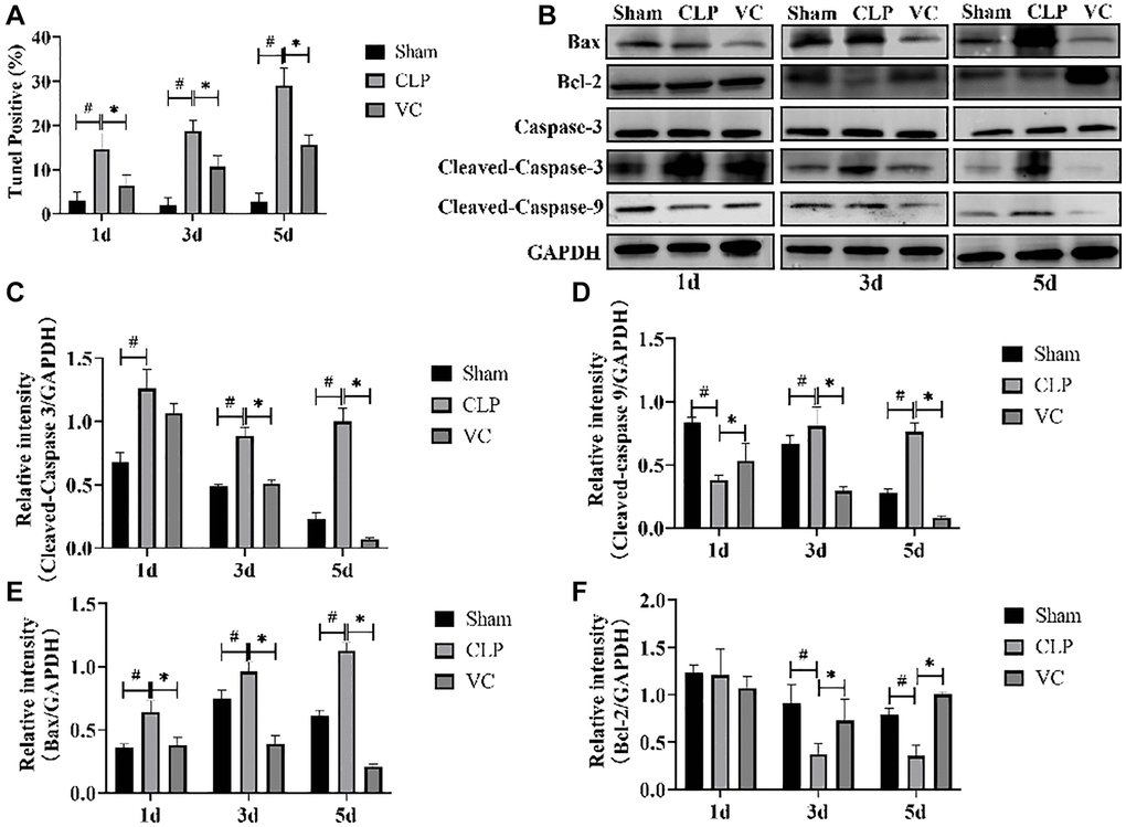 High-dose VC suppressed the cardiomyocyte apoptosis in CLP-induced sepsis rats at 1d, 3d and 5d. (A) Apoptotic cells were detected by TUNEL staining. (B–F) Representative images of Caspase-3 activity, Cleaved-caspase 3, Cleaved-caspase 9, and Bax and Bcl-2 expression were examined by western blot and the fold activation data analysis. Data are expressed as mean ± SD (at least n = 6/group), #p *p 