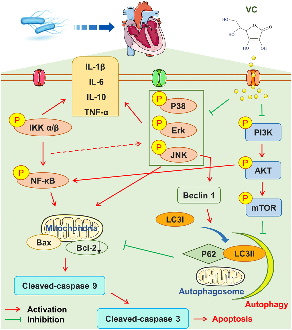 High-dose VC could mediate by inhibiting apoptosis and inflammatory, and promoting autophagy through regulating MAPK, NF-κB and PI3K/AKT/mTOR pathway.