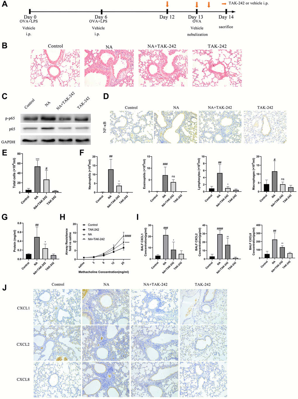 Blocking the TLR4/NF-κB pathway with TAK-242 reduced the expression of chemotactic factors and alleviate airway inflammation in NA mice. (A) Flow chart for intraperitoneal administration of TAK-242. (B) HE staining results showed that TAK-242 treatment could alleviate inflammation (200X). (C) p65 NF-κB and p-p65 NF-κB expression was measured by western blotting. (D) p65 NF-κB expression was measured by immunohistochemistry (200X). (E–G) Total cells, differential cells, and total protein were measured in the BALF of NA mice. (H) Airway resistance was measured after methacholine treatment. (I) CXCL1, CXCL2, and CXCL8 expression in the BALF of NA mice was measured by ELISA. (J) CXCL1, CXCL2, and CXCL8 expression was measured by Immunohistochemistry in the lung tissues of NA mice. #P ##P ###P ####P *P **P ***P ****P 