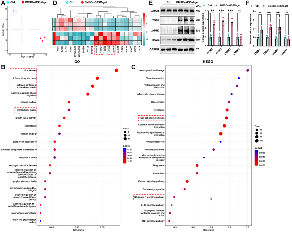 Target molecules were validated with transcriptome sequencing and western blotting. (A) PCA analysis revealed that samples within the same group clustered together. (B, C) GO and KEGG analysis was performed to find potential targeting genes and pathways. (D) Top 20 differential genes between two groups were presented. (E, F) The expression of ITGB4, ITGA3, LAMB3, and LAMA5 was detected with western blotting and RT-PCR. **p ***p 